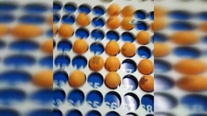 Kocaeli'de kumar oynayan 251 şahsa 65 bin TL ceza