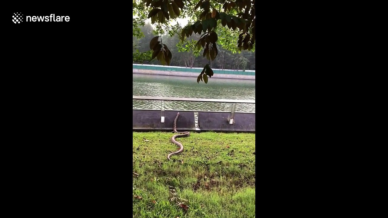 Massive python makes loud splash diving into Singapore River