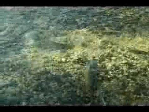 Frayère de truites Farios - Furon (2007)