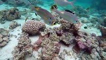 Lots of friendly tropical fish at Aroa Marine Reserve directly in front of The Rarotongan Beach Resort & Spa and Sanctuary Rarotonga