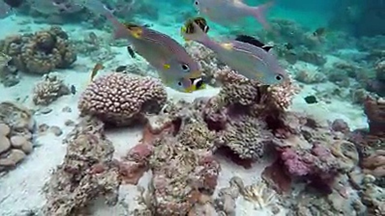 Lots of friendly tropical fish at Aroa Marine Reserve directly in front of The Rarotongan Beach Resort & Spa and Sanctuary Rarotonga