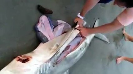 Bébé Shark Sauvetage de mort Shark à Venice Beach 2018