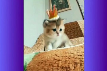 So many cute kittens -cute  cat 1