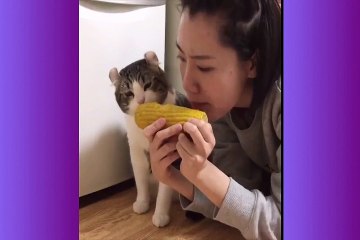 So many cute kittens -cute  cat 4