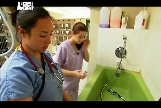 Animal Cops Philadelphia 17- 500 Cats