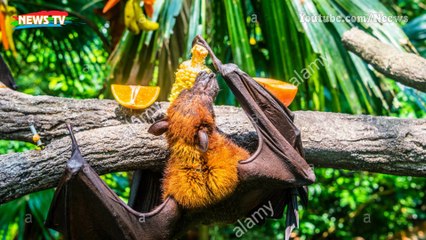 Top 10 loài động vật sống về đêm đẹp nhất trên thế giới