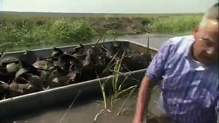 PBS Nature- Crash  A Tale of Two Species