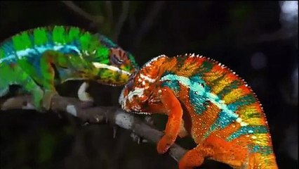 Moment of Impact-2: Jungle (Nature Documentary)