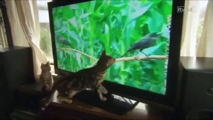 The Wonderful World of Cats (Part 1/2) Nature Wildlife Documentary