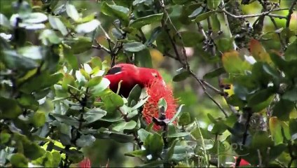 Kilauea - Mountain of Fire (PBS Nature)