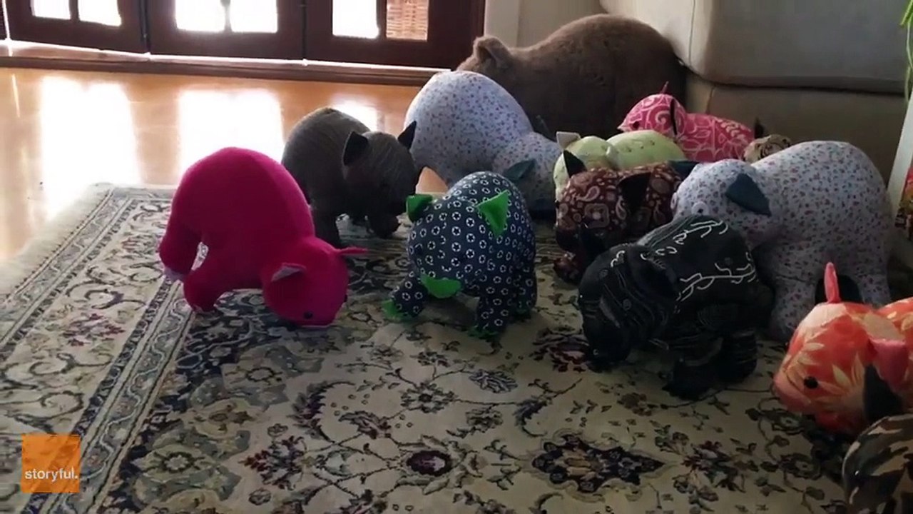 Adorable Wombat Spots the Imposers