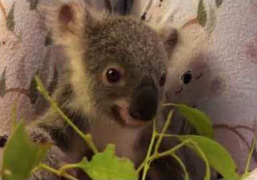 First Orphaned Koala Joey of 'Trauma Season' Munches on Leaves at Australia Zoo