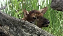 Clash- Encounters of Bears and Wolves (Nature Documentary)