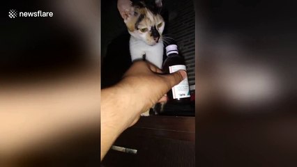 Cat repeatedly knocks medicine bottle off counter