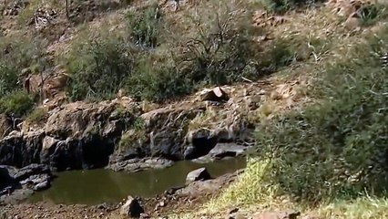 Lions Documentary - National Geographic - Lion vs Giraffe - NatGeo Wild