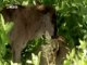 Survivor - Baby Wildebeest Saved By The Lioness (Nature Documentary)