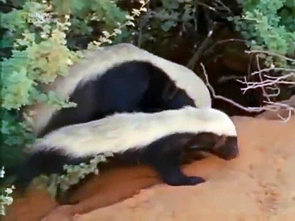 Snake Killers Honey Badgers Of The Kalahari (Nature Documentary