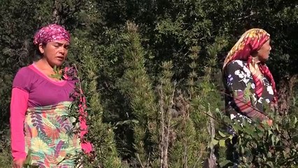 Documental de la comunidad mapuche Callaqui, en Alto Bío Bío, que sufre el asedio de fuertes intereses empresariales en la zona, en este caso de Endesa, multina