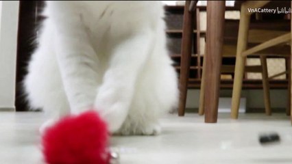 brand contact lenses