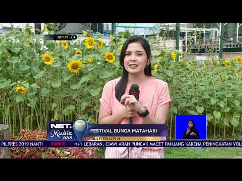 NET.MUDIK 2018 - Live Report, Festival Bunga Matahari di Bandung  NET12