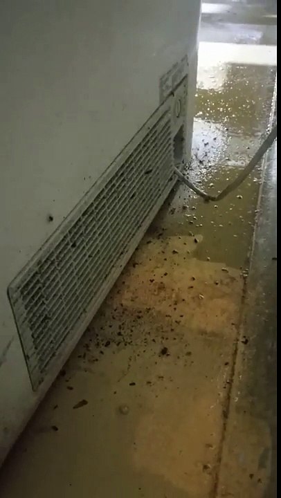 Need Cockroach Pest Control in your premises_ Hire Pest Control Experts in Melbourne! [720p]