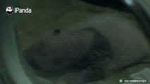 A panda a day, keeps the sorrow away.Say Hello to Meng Meng’s cub! The baby was born on May 23, 2018 and is very active now~