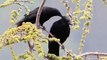 A crow is seen using its beak to preen its partner’s head feathers while sitting on a branch together in southwest Switzerland on June 6, 2018. Feather preening