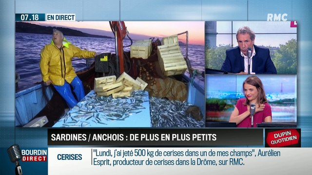 Dupin Quotidien : Les sardines et les anchois dans le golfe de Gascogne de plus en plus petits - 14/06