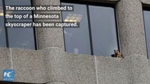 A raccoon that climbed to the top of a 25-story St. Paul, Minnesota, skyscraper early on Wednesday was captured after becoming a star on the web, where it won t