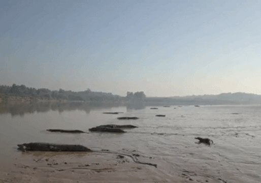 Scores of Crocodiles Spotted Sunbaking by Northern Territory River