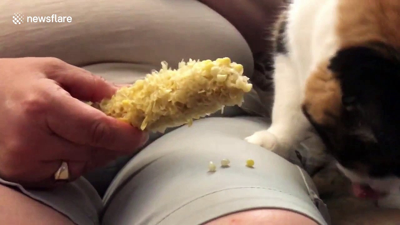 Cat expertly devours corn on the cob
