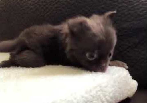 Excited Chihuahua Puppy Can't Control His Furiously-Wagging Tail