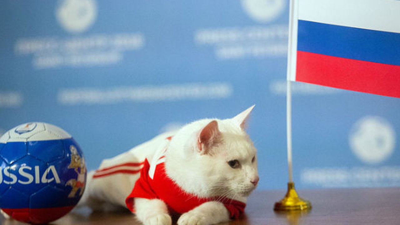 Fifa World Cup 2018 : Cat, Predicts The Winner...