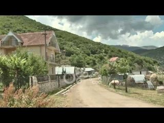 Ora News - Çaj në vend të grurit e vreshtave, banorët e Pustecit jetojnë me bimën mjekësore