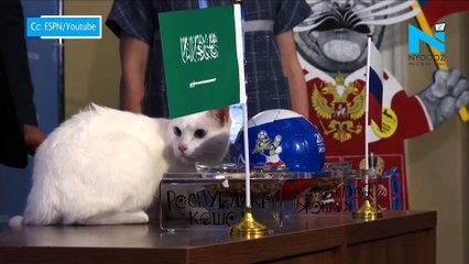 FIFA World Cup 2018: Achilles ‘The Psychic’ Cat Predicts The Opening Match Winner