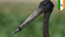 Endangered bird in India with beak stuck in plastic saved - TomoNews