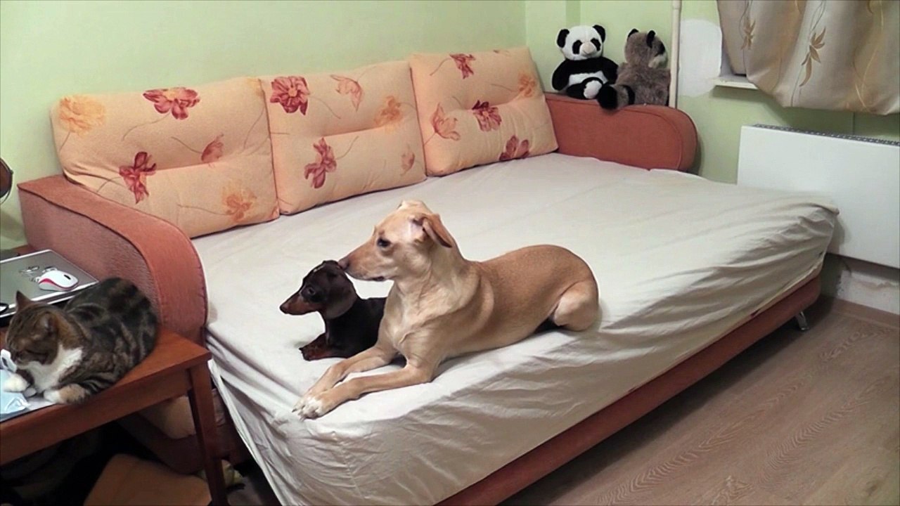 This is what your dogs do when you're not home