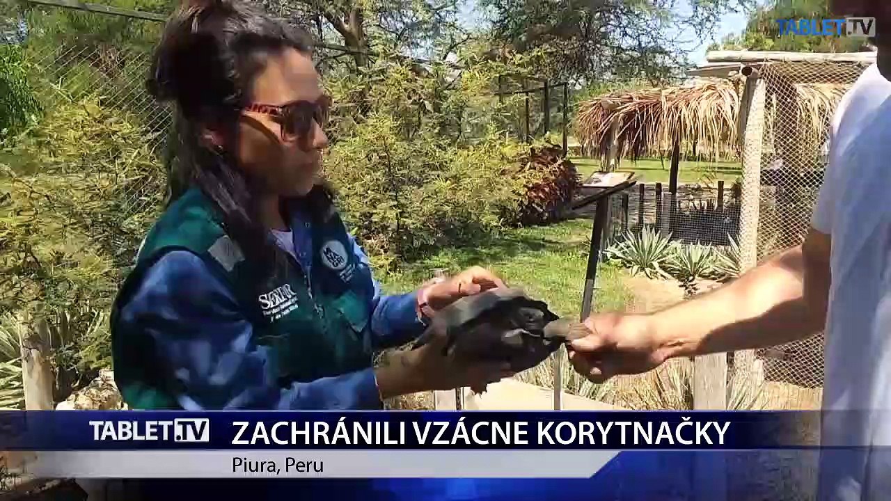 Pašované korytnačky ochranári vrátili do prírody v Ekvádore