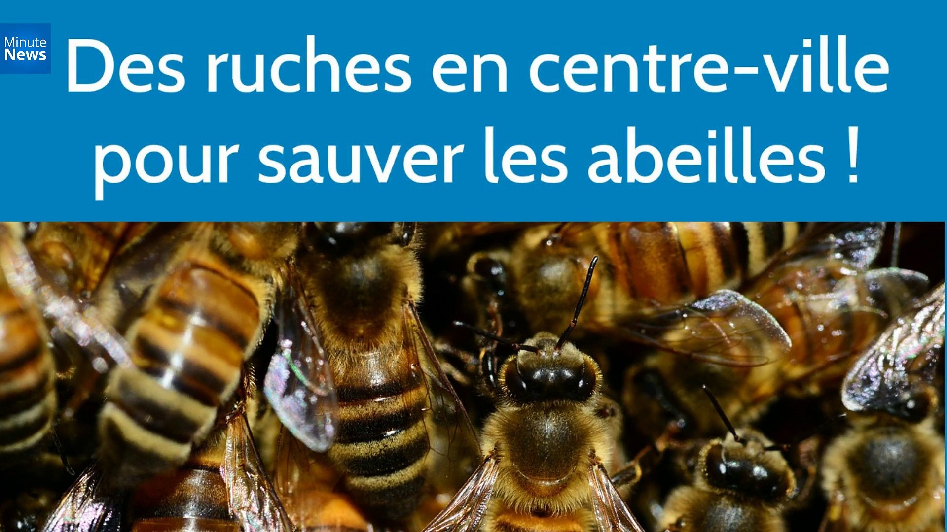 Hostabee connecte les ruches pour sauver les abeilles