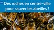 Des ruches en centre-ville pour sauver les abeilles !