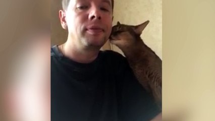 El gato más interesado de todos: acaricia a su dueño por pollo