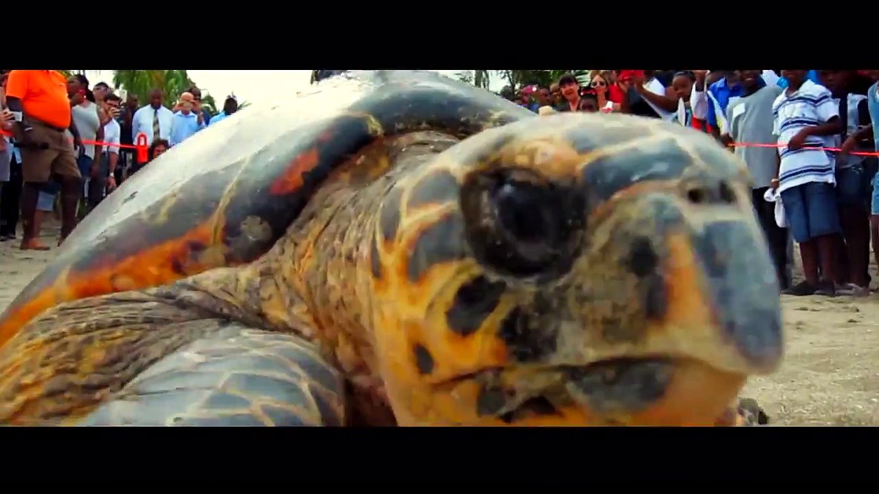 Celebrate #WorldSeaTurtleDay by booking your trip to Four Seasons Resort Nevis this summer to experience the 11th Annual Sea Turtle Conservation Weekend (July 1