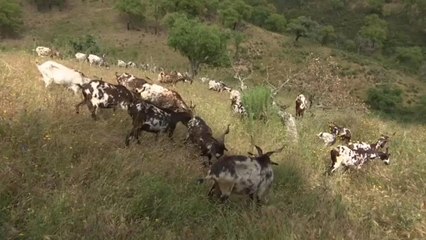 البرتغال تلجأ للماعز لمكافحة الحرائق