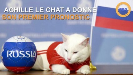 Le chat Achilla a donné ses premiers pronostics