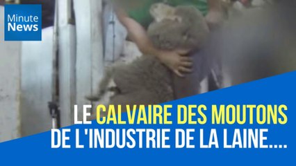 Ce qui se cache derrière l'industrie de la laine est terrible
