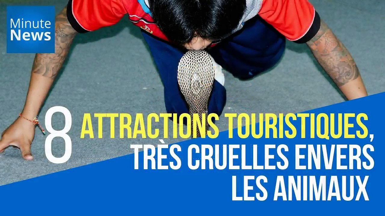 Aller découvrir les animaux est quelque chose que les touristes adorent. Petits et grands sont en admiration devant la beauté du monde animale. Mais malheureusement, certaines attractions touristiques remportent un incroyable succès et sont pourtant parti