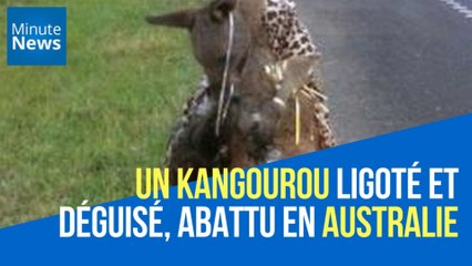 Un kangourou ligoté à une chaise et vêtu d'un imprimé léopard, tué en Australie