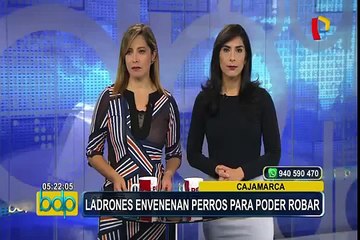 Cajamarca: denuncian envenenamiento masivo de perros