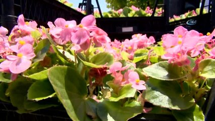 Bursa'da Bayramda Kabir Ziyaretine Gelen 650 Bin Kişiye Çiçek