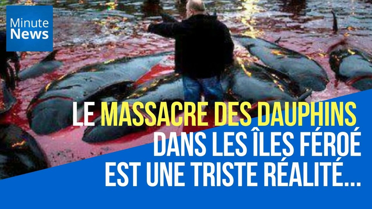 Îles Féroé : Le massacre des dauphins est une triste réalité